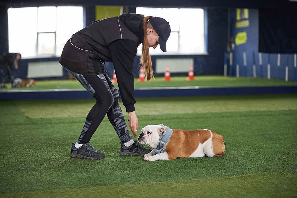 Skilled handler holding a treat in front of a dog